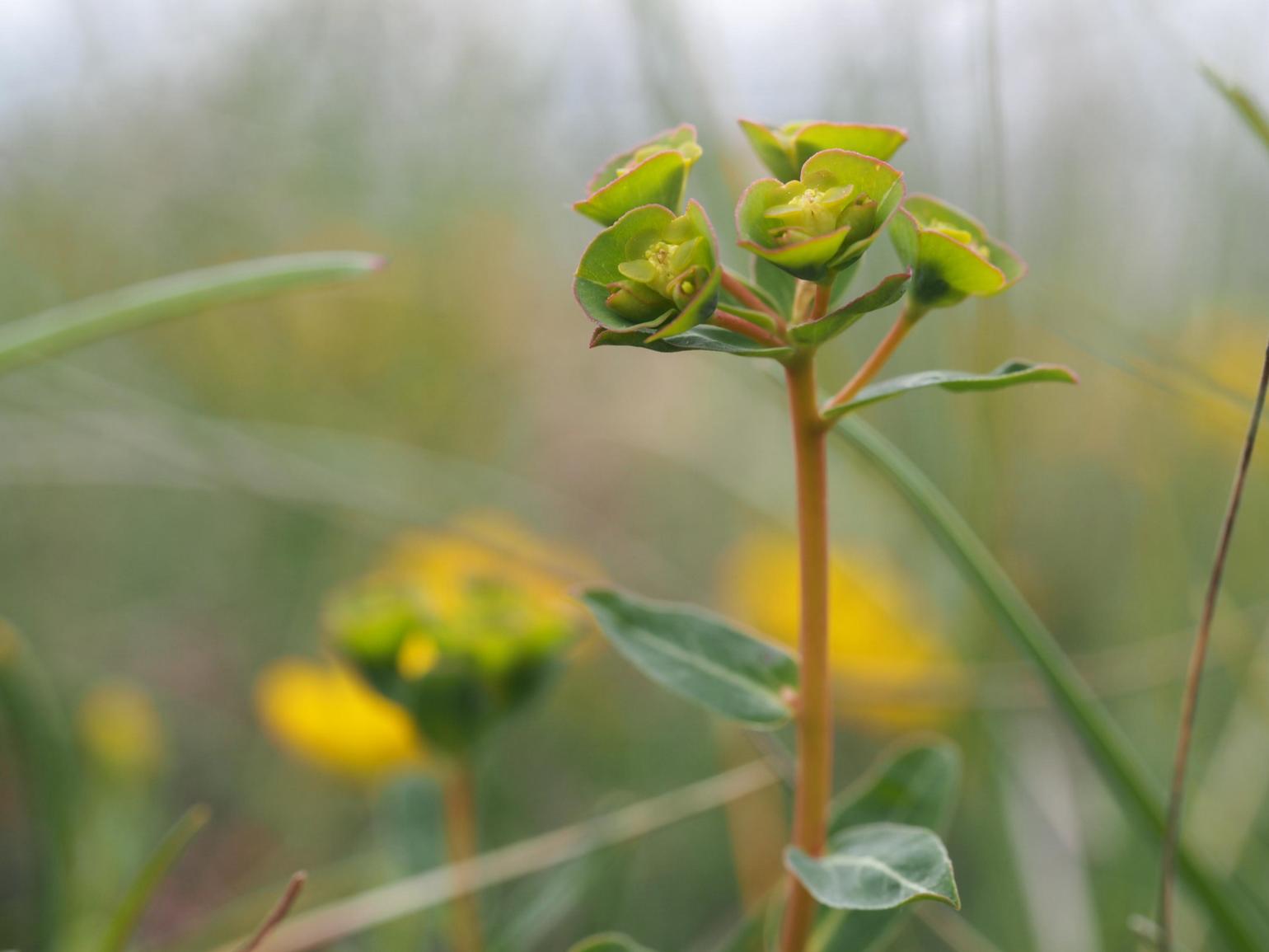 Spurge, [Duval]